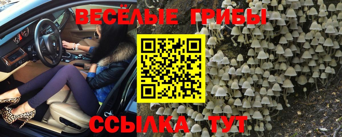 Псилоцибиновые грибы Cubensis Тейково